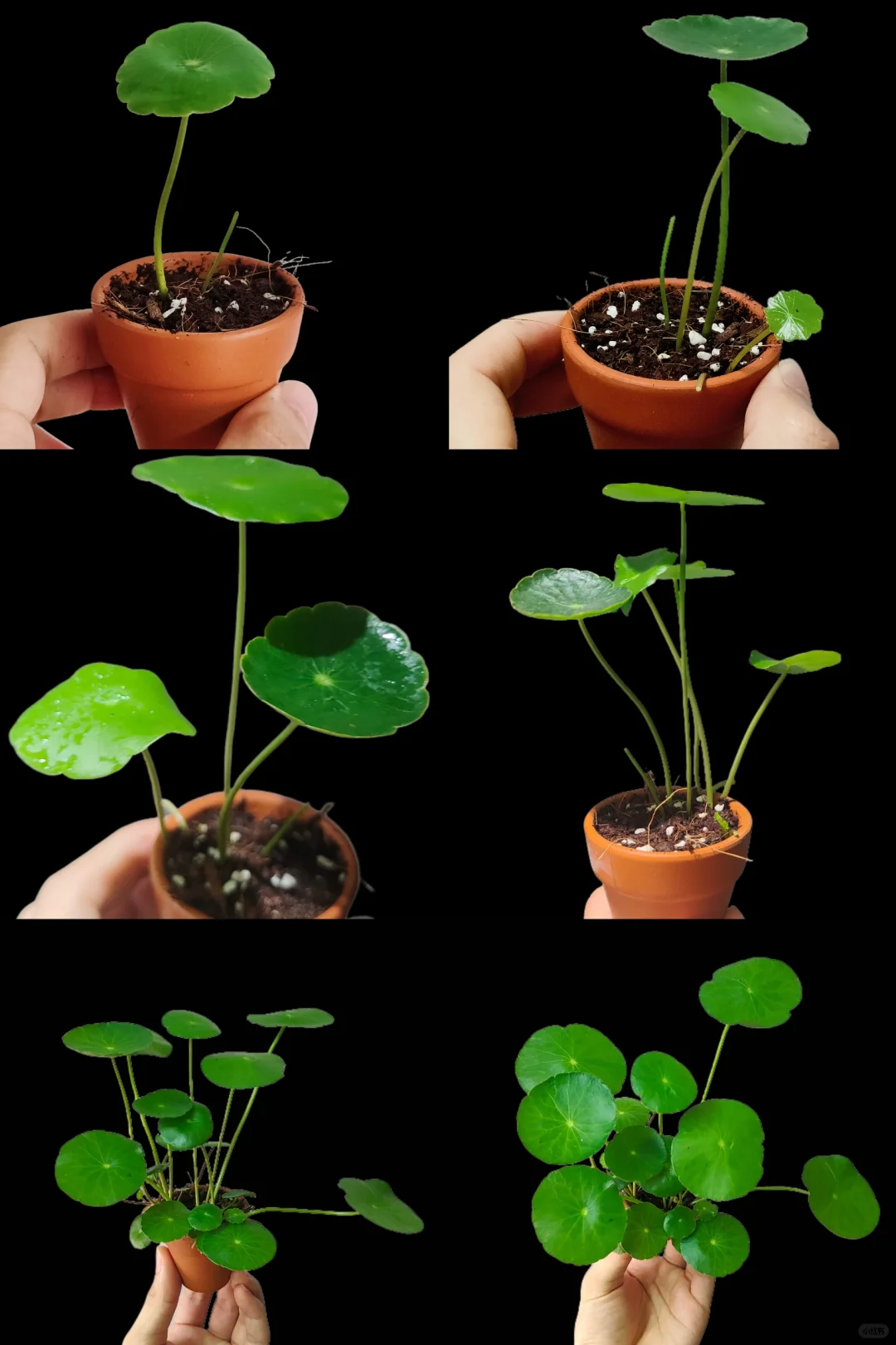 Pilea Peperomioides Unique appearance and easy to plant