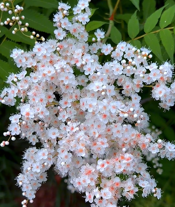 Pearl Plum: The Symbol of Friendship and Resilience