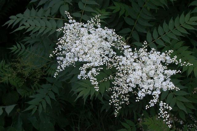 Pearl Plum: The Symbol of Friendship and Resilience