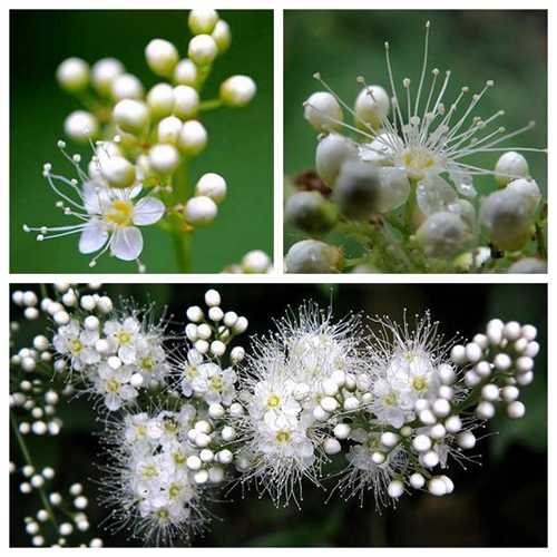 Pearl Plum: The Symbol of Friendship and Resilience