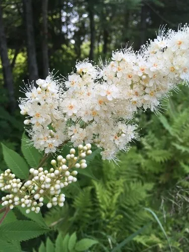 Pearl Plum: The Symbol of Friendship and Resilience