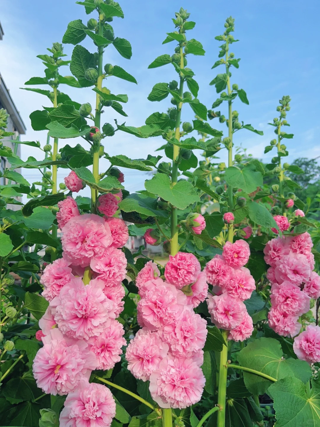 🦄Double Petal Hollyhock Seeds🌿