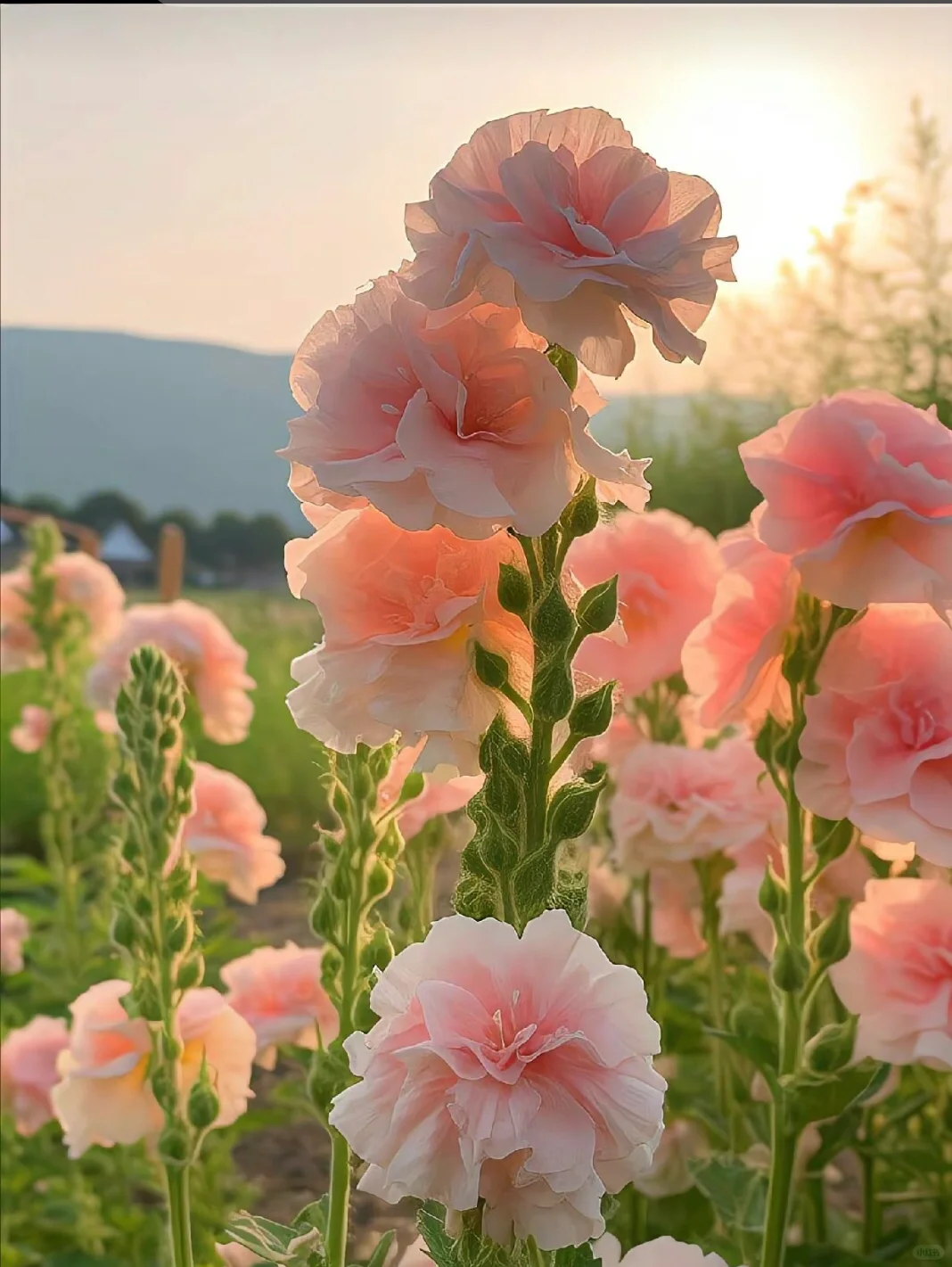🦄Double Petal Hollyhock Seeds🌿