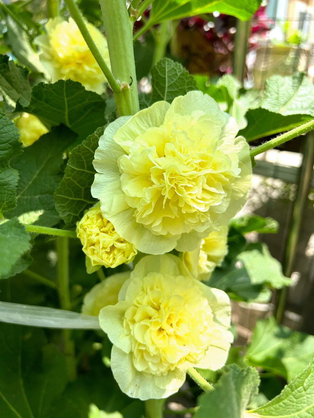 🦄Double Petal Hollyhock Seeds🌿
