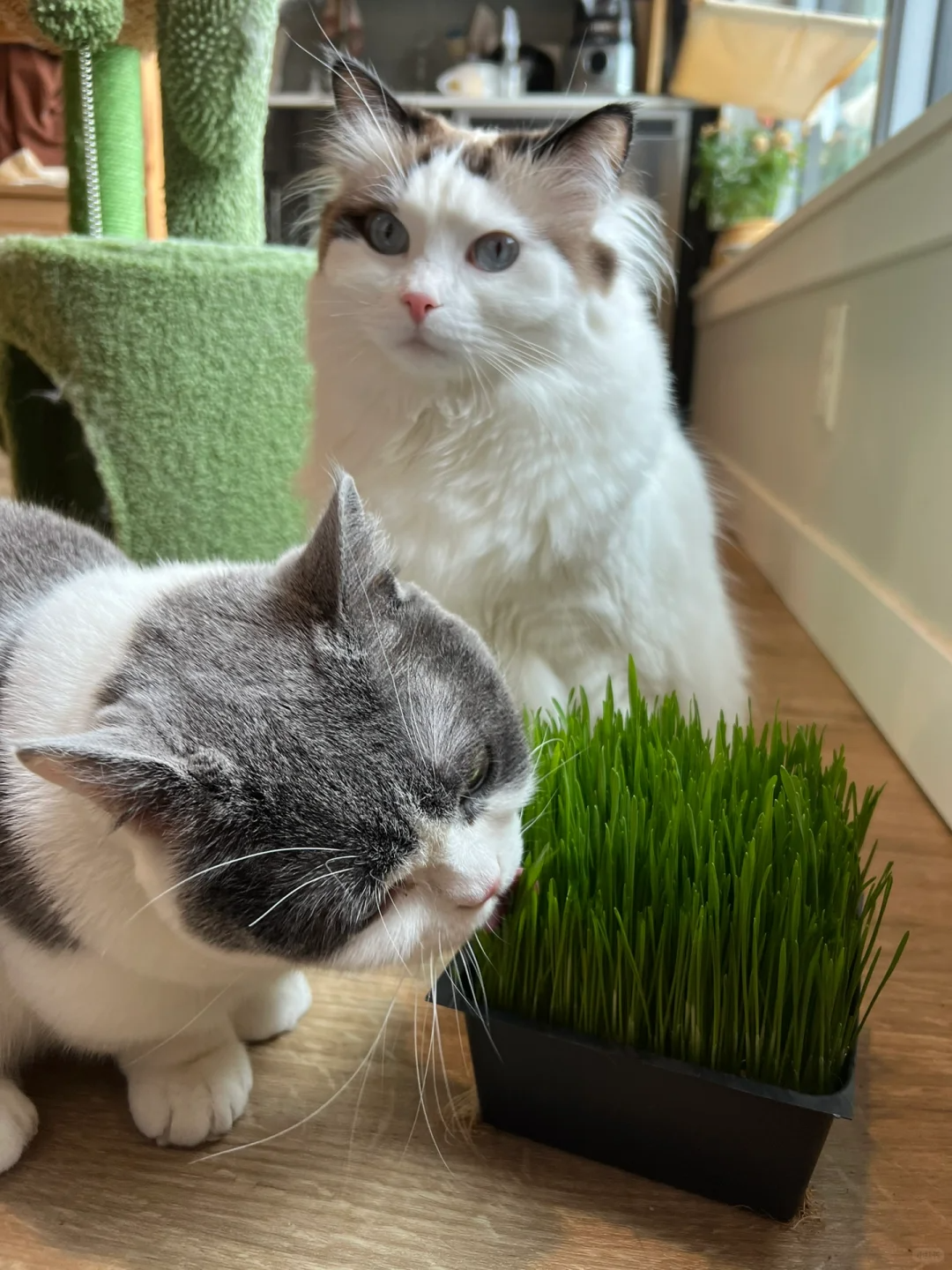 🔥Limited Time Special Offer 😻Soilless Cat Grass Seeds