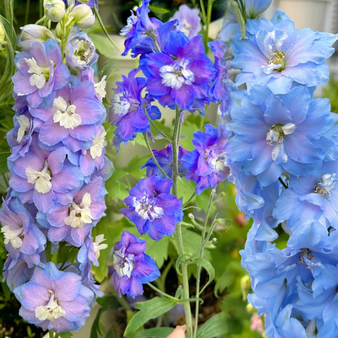 Aurora Delphinium Seeds☪️
