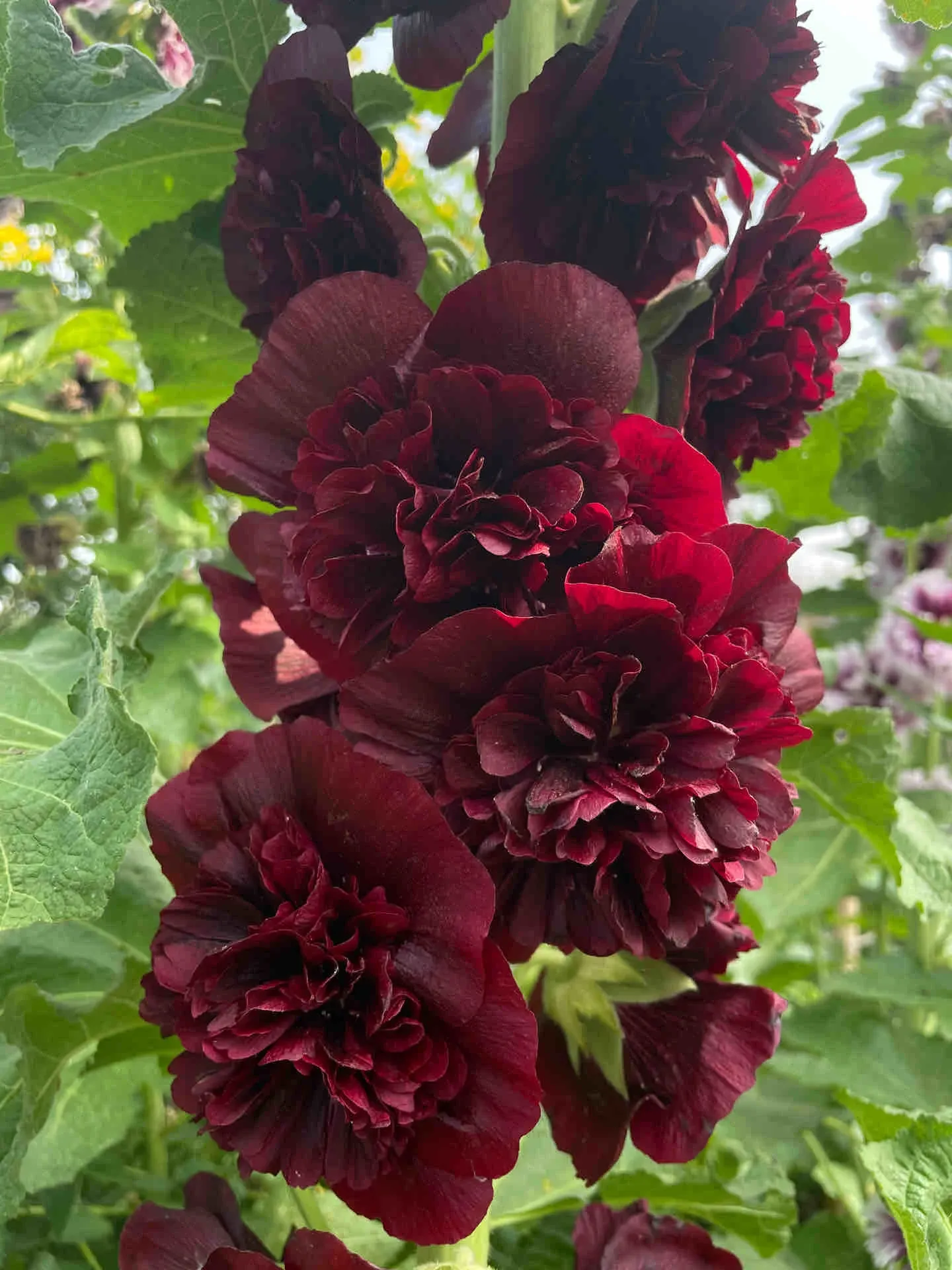 🌸 Beautiful hollyhocks: easy to plant, bloom year after year! 🌸