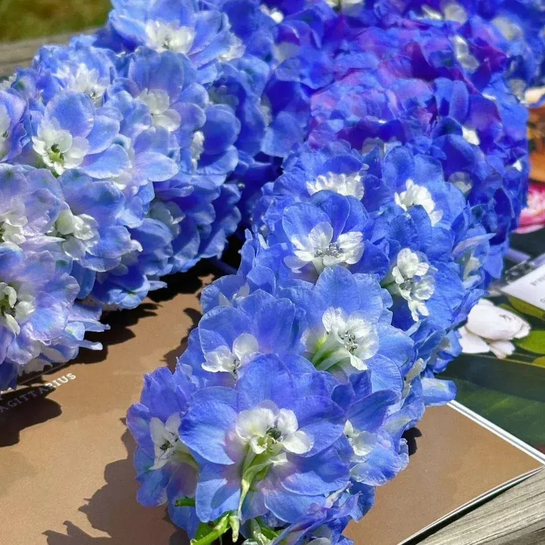Aurora Delphinium Seeds☪️