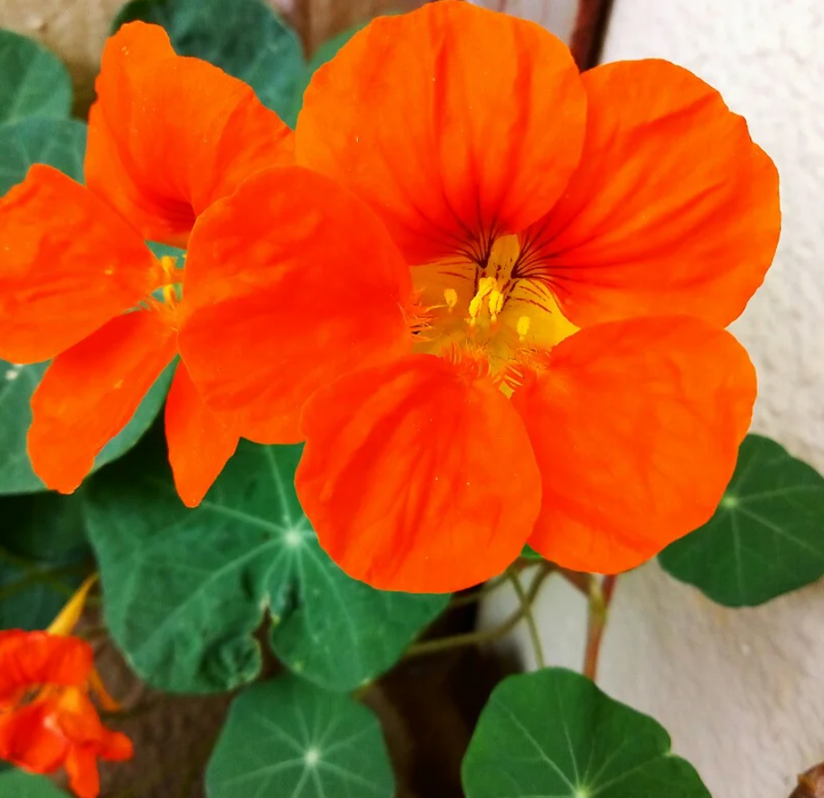Nasturtium Seeds (Tall) - Mixed Colors