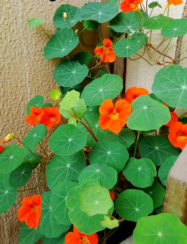 Nasturtium Seeds (Tall) - Mixed Colors