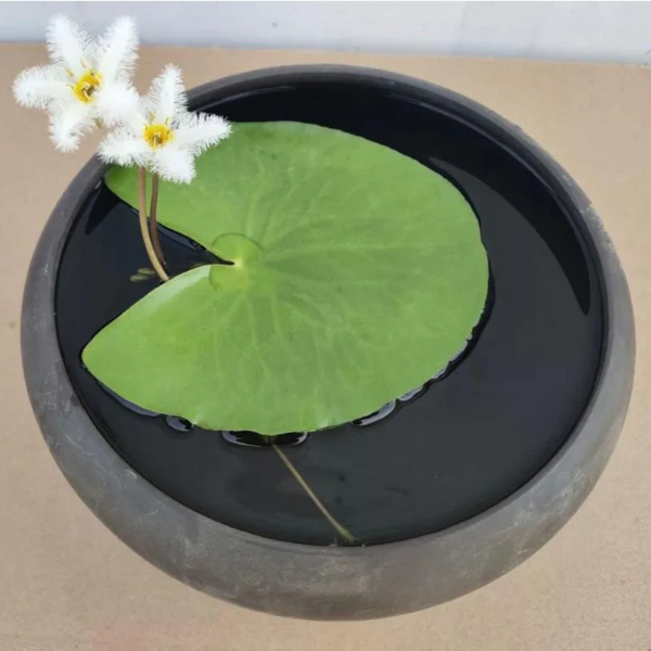 Water Snowflake Seeds