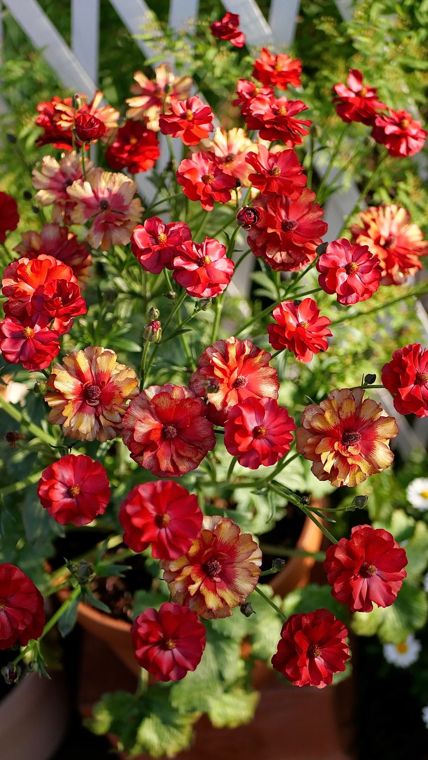 🌼 Enchanting Butterfly Ranunculus Seeds 🌼Perfect blend of magic and beauty!