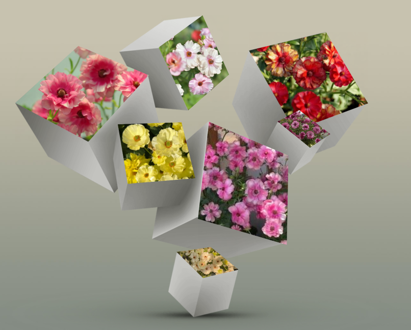 🌼 Enchanting Butterfly Ranunculus Seeds 🌼Perfect blend of magic and beauty!