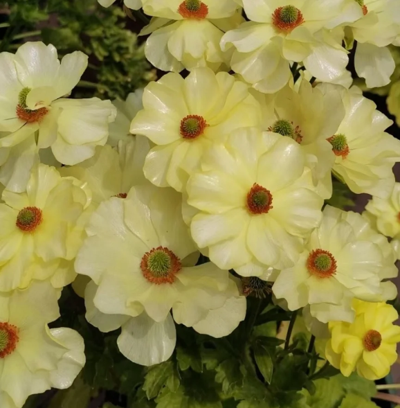 🌼 Enchanting Butterfly Ranunculus Seeds 🌼Perfect blend of magic and beauty!