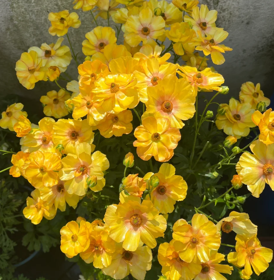 🌼 Enchanting Butterfly Ranunculus Seeds 🌼Perfect blend of magic and beauty!