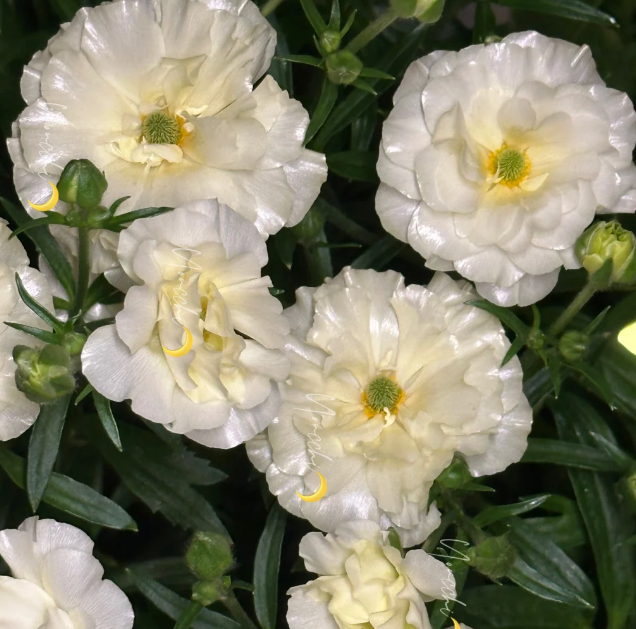 🌼 Enchanting Butterfly Ranunculus Seeds 🌼Perfect blend of magic and beauty!