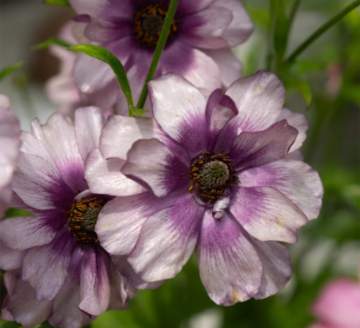 🌼 Enchanting Butterfly Ranunculus Seeds 🌼Perfect blend of magic and beauty!