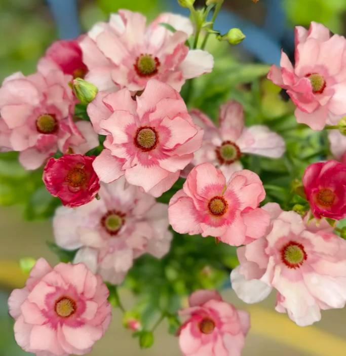 🌼 Enchanting Butterfly Ranunculus Seeds 🌼Perfect blend of magic and beauty!