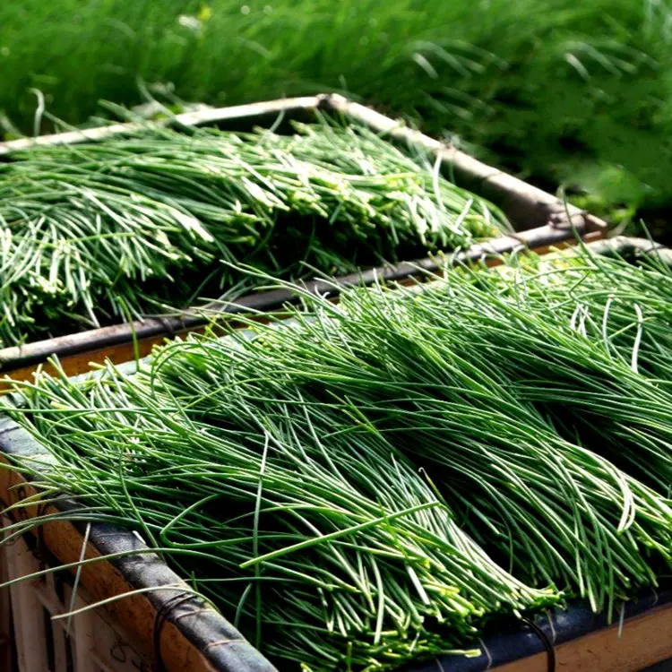 🌿 Wild Onion Seeds (Allium polyrhizum) 🌿