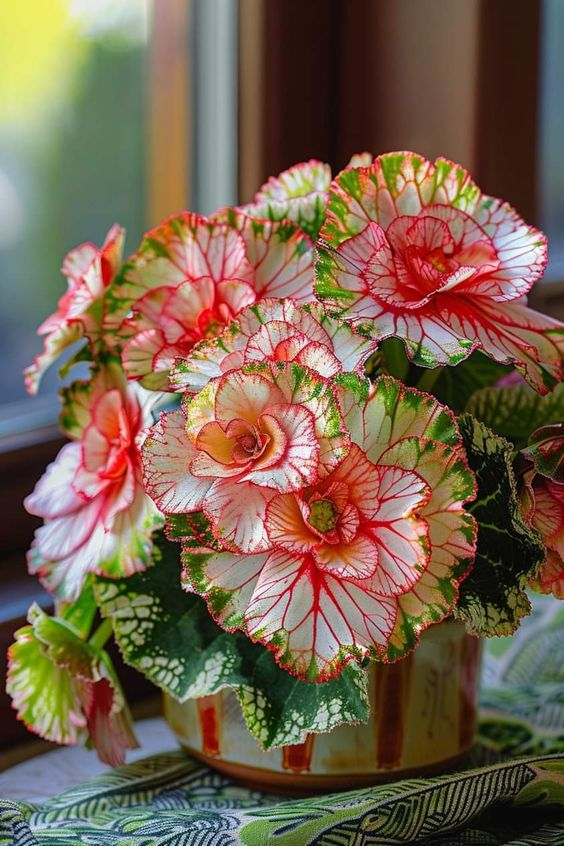 🌹 Rose-Shaped Begonia Seeds 🌹🌹