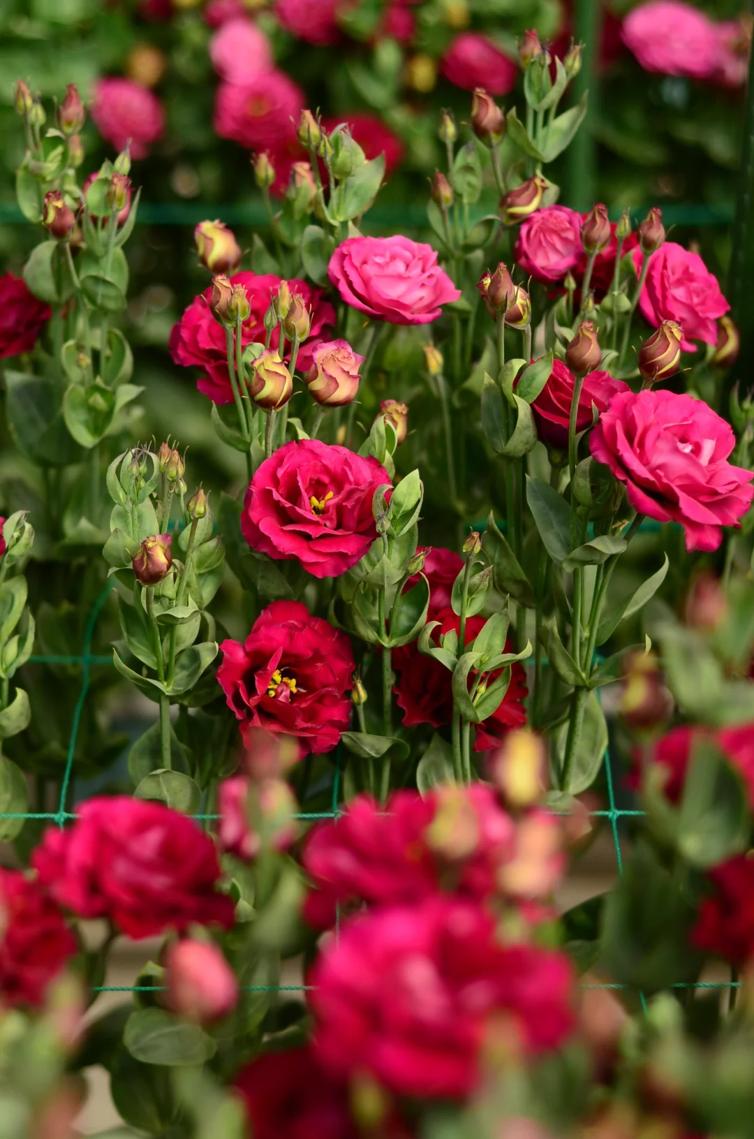 💐Lisianthus – Timeless Beauty, Everlasting Love💫