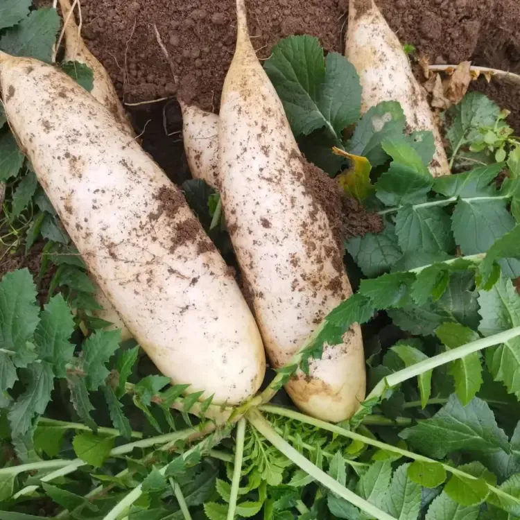 The Nine-pound Radish - King of Radishes Seeds