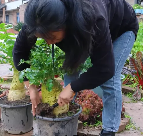 The Nine-pound Radish - King of Radishes Seeds