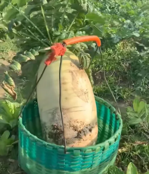 The Nine-pound Radish - King of Radishes Seeds