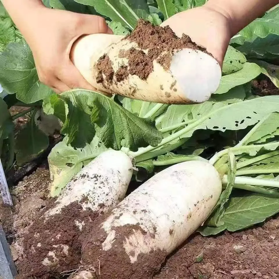 The Nine-pound Radish - King of Radishes Seeds