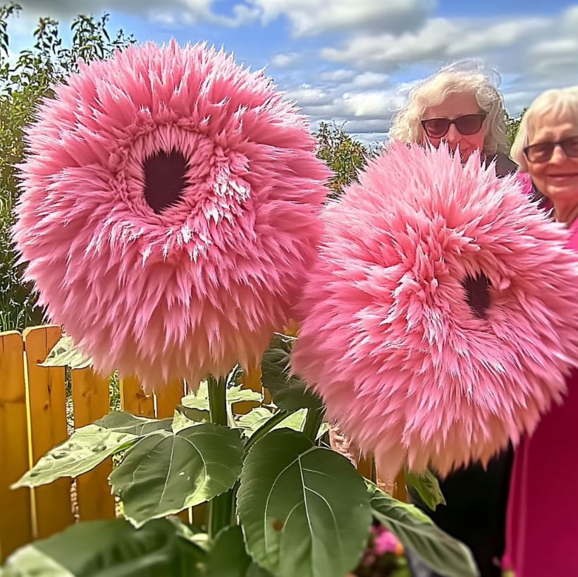 🌻Pink Giant Teddy Bear Sunflower: A Blossoming Delight🌸
