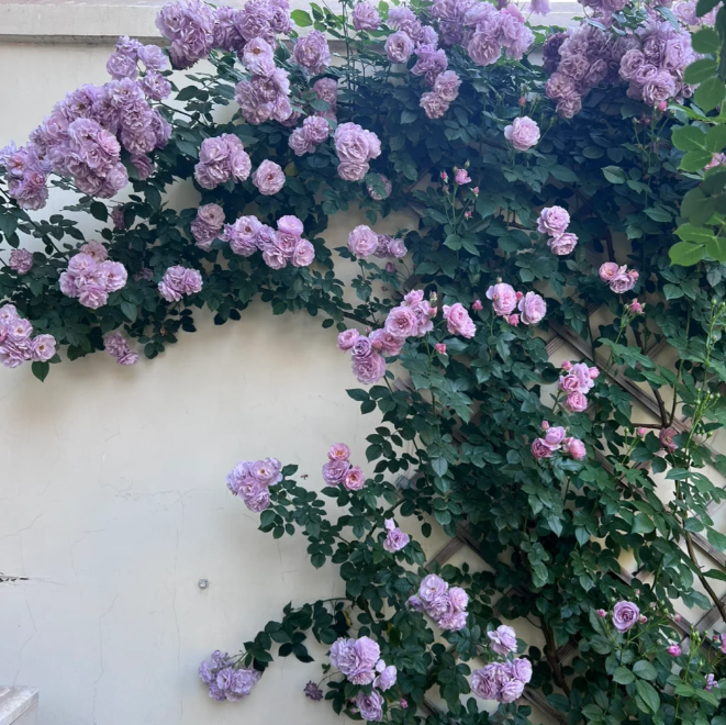 【 Repeat Blooming】🌹Climbing Rose Seeds - Luck Rises