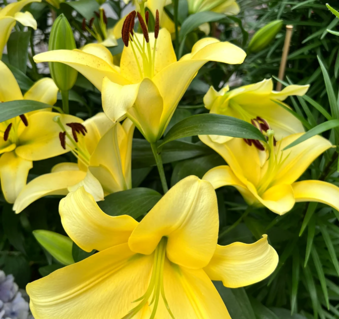 Lily Bulbs