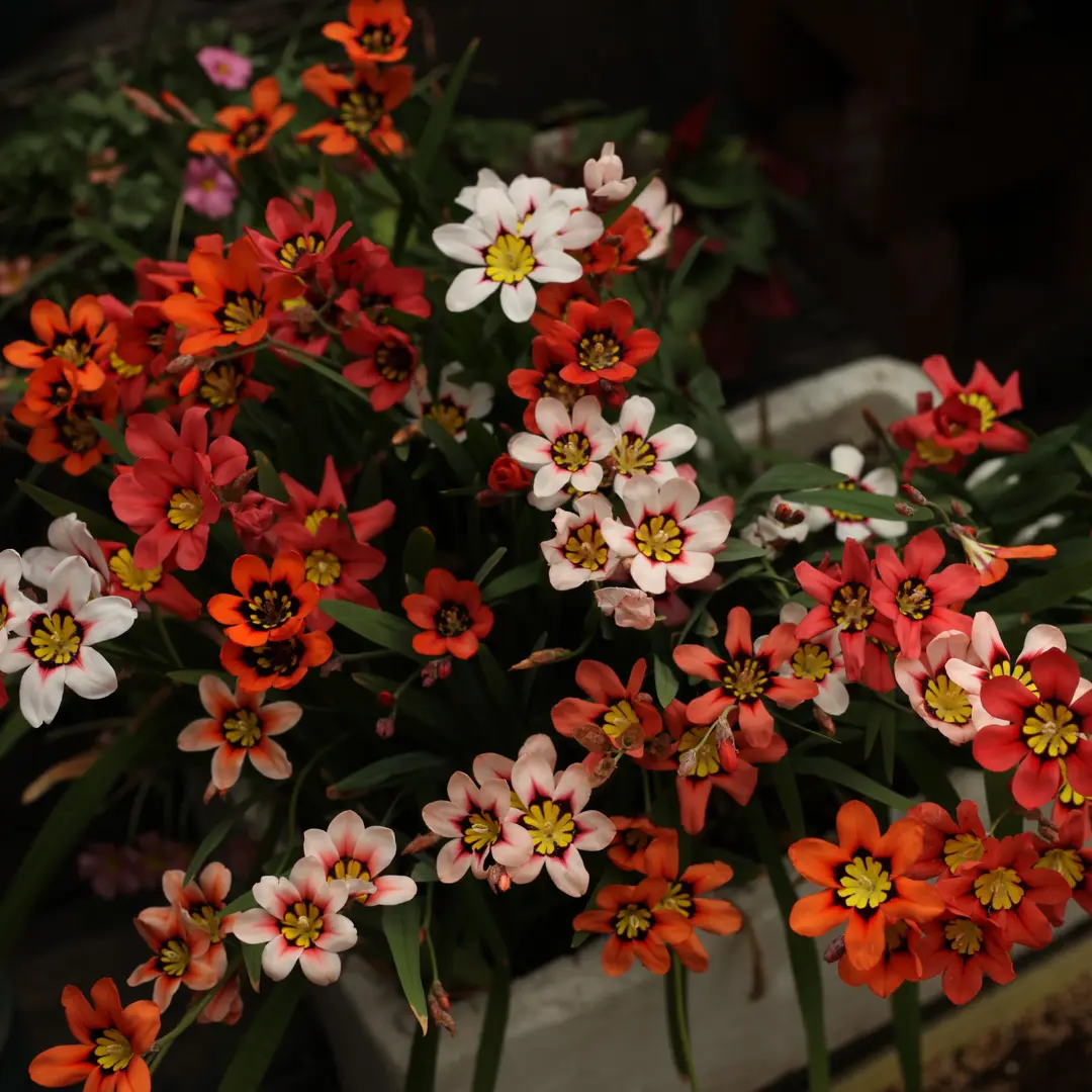 Enchant Your Garden with Geissorhiza Radians – The Stunning Tricolor Wandflower Bulb Collection