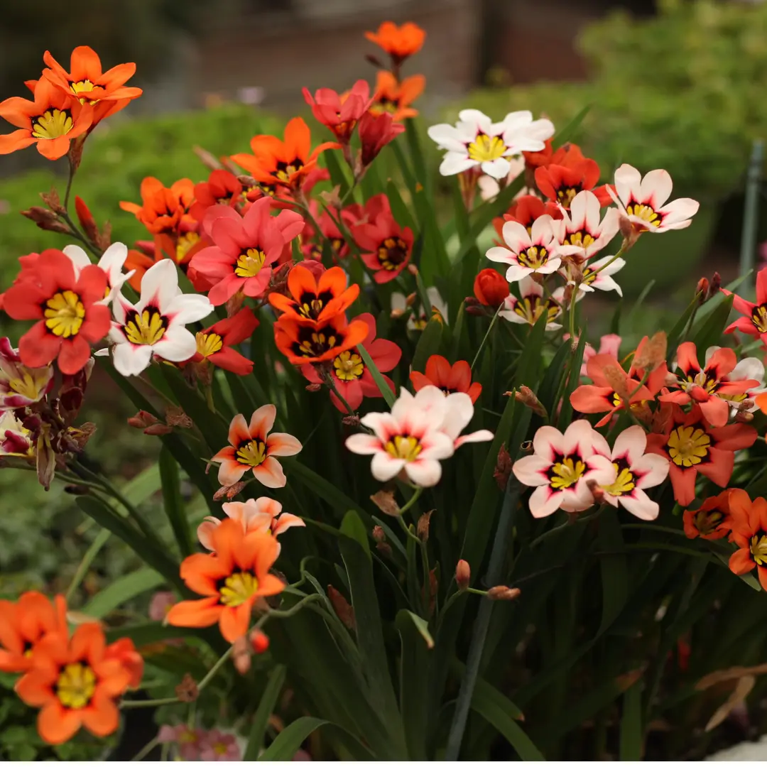 Enchant Your Garden with Geissorhiza Radians – The Stunning Tricolor Wandflower Bulb Collection