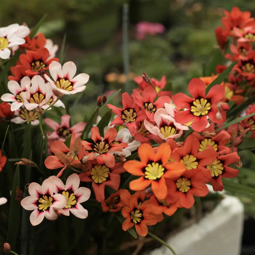 Enchant Your Garden with Geissorhiza Radians – The Stunning Tricolor Wandflower Bulb Collection
