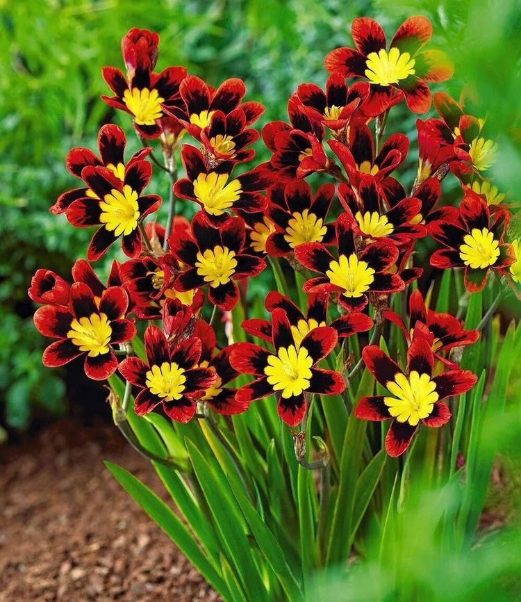 Enchant Your Garden with Geissorhiza Radians – The Stunning Tricolor Wandflower Bulb Collection