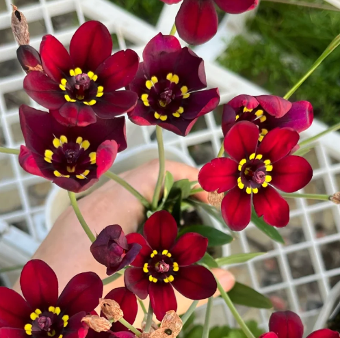 Enchant Your Garden with Geissorhiza Radians – The Stunning Tricolor Wandflower Bulb Collection