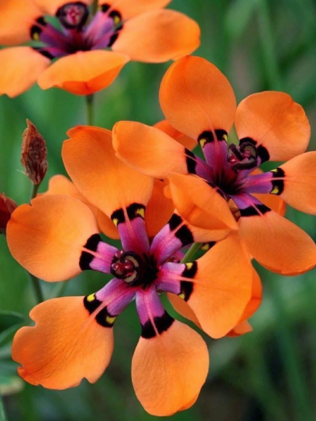 ✨The Stunning Tricolor Wandflower Bulb Collection