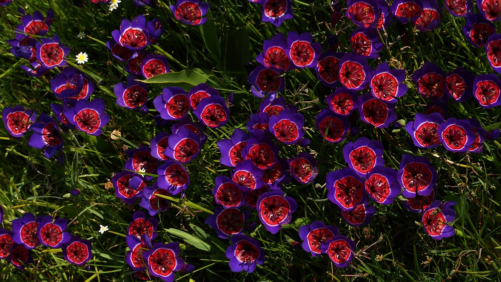 Enchant Your Garden with Geissorhiza Radians – The Stunning Tricolor Wandflower Bulb Collection