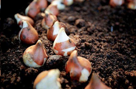 🌷 Botanical Tulip Bulbs🌷