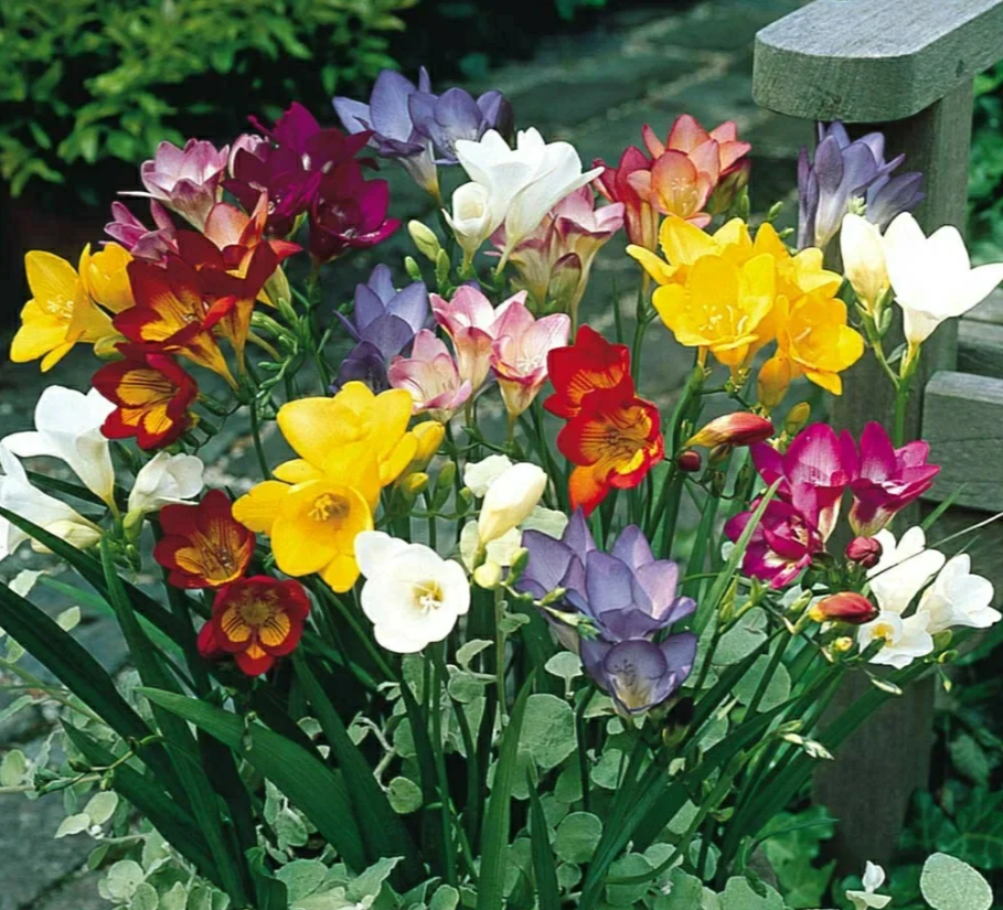 Freesia Bulbs-A Burst of Color & Fragrance! 🌸