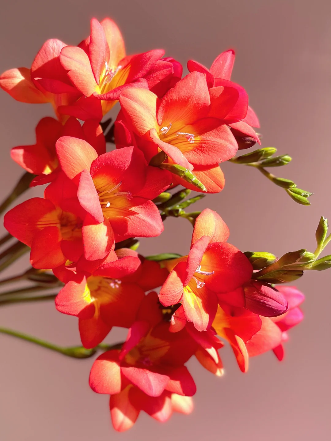 Freesia Bulbs-A Burst of Color & Fragrance! 🌸