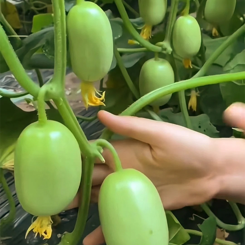 🥒Jade Girl Cucumber🎊Mini Little Cucumber Seeds🪴Four Seasons Balcony Pot Planting Vegetables