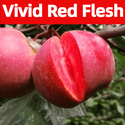 Redlove Red Flesh Apple Tree Seeds 🍎✨