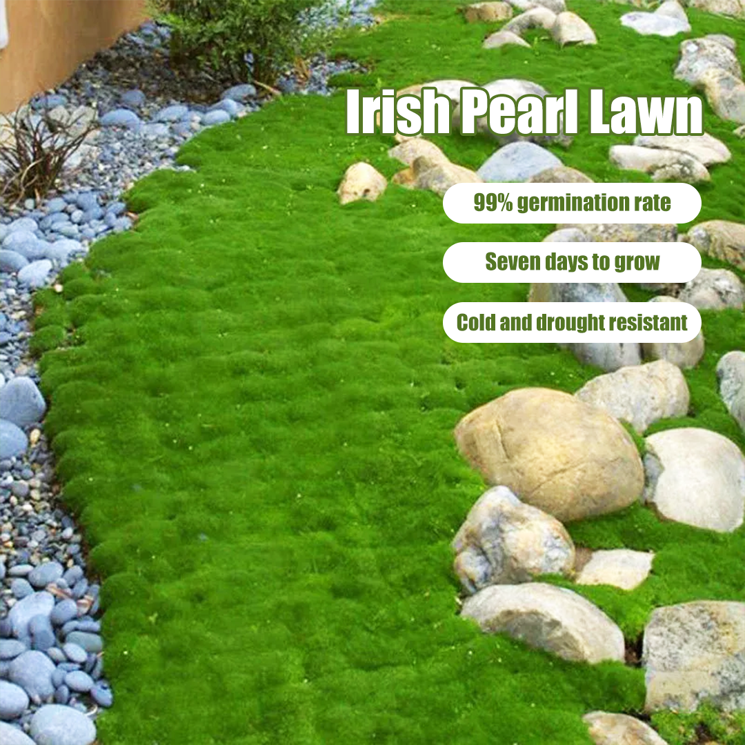 ✅Irish Pearl Grass Seeds 🌱 - Create a Flowering Lawn 🌸