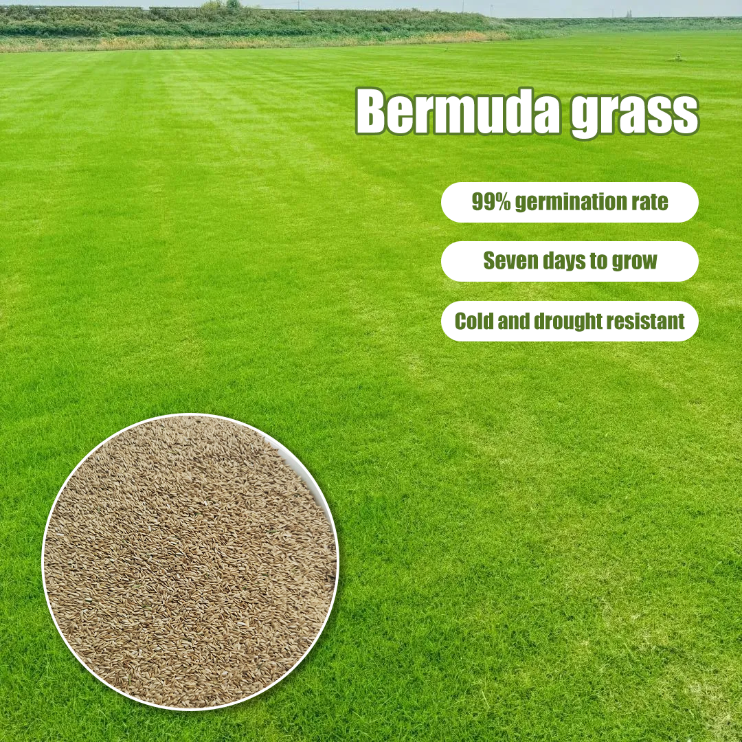 🌾 Grow a Lush, Durable Lawn with Bermuda Grass Seeds 🌱