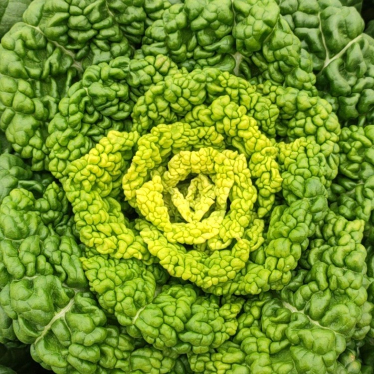🌱Brassica Narinosa Seeds❄️Cold Resistance🥬Crisp & Sweet Taste