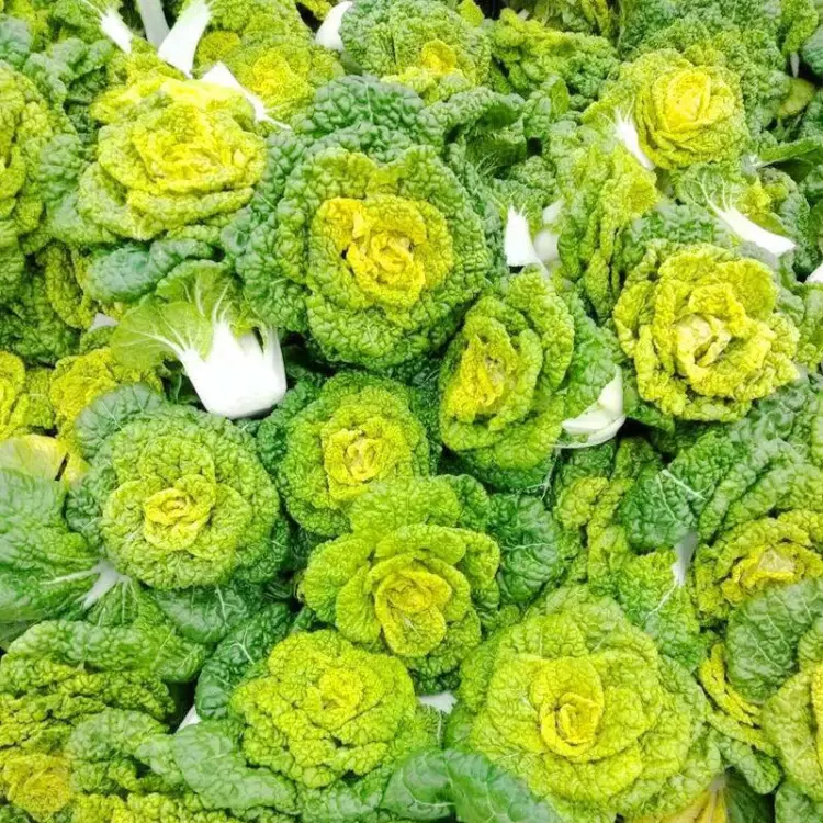 🌱Brassica Narinosa Seeds❄️Cold Resistance🥬Crisp & Sweet Taste