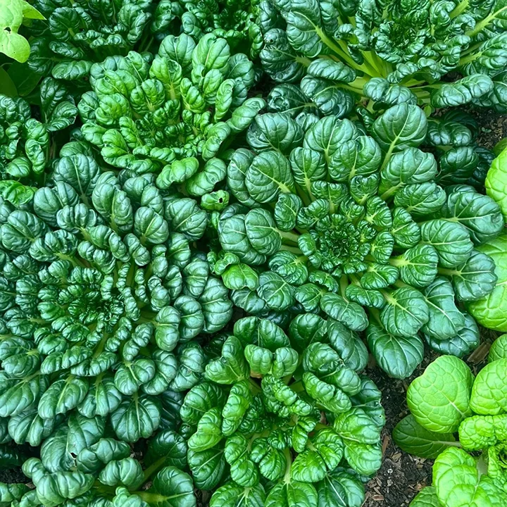 🌱Brassica Narinosa Seeds❄️Cold Resistance🥬Crisp & Sweet Taste