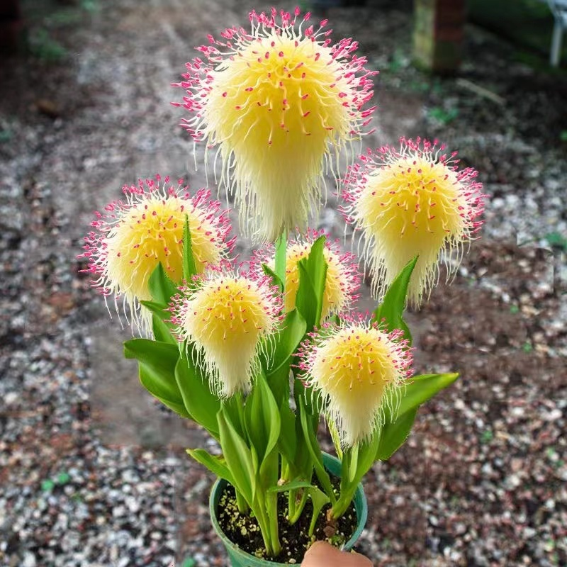 Large Plush Fairy Flowers🧚